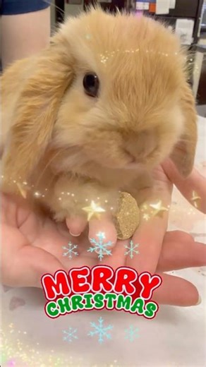 A Christmas baby bunny #christmaspets #rabbit #bunny #cutepets