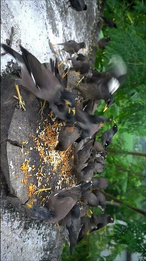 bird videos for cats to watch 4k