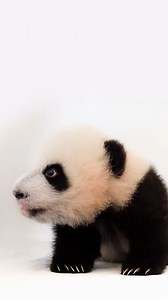 1.4K views · 94 reactions | SHOT ON ASSIGNMENT FOR NGS (Photo Ark) -...