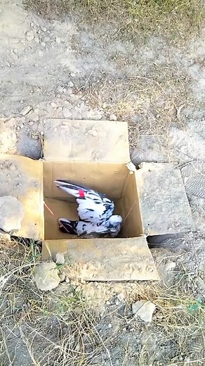 7.5K views · 47 reactions | How to bird catching trap using cardboard boxes | Animal Traps | Facebook