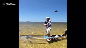 Dolphins 'launch fish into orbit' with unique hunting technique demonstrated off Florida's coast