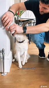 POV: you’re my Alaskan Klee Kai 👀 | Life With Klee Kai