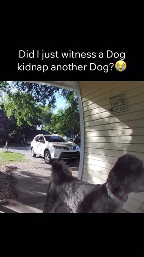 quotes on Instagram: "Ain’t no way 😭 Ring’s new “Big Game” commercial highlights real stories of lost dogs reunited using Search Party. How Search Party works: 1. A neighbor reports their dog missing in the Ring app 2. Nearby Ring cameras securely scan recent clips for pets matching the description 3. If your camera finds a match, you’re asked whether you want to share the clip (nothing is shared automatically) 4. With one tap, you can send the clip and last known location to the owner #paidpar