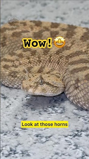 Horns, Sidewinding, & the Rough Scales of the Desert Horned Viper!