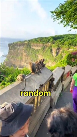 Smartest Thief in Bali? Watch This Monkey Steal!#Shorts #MonkeyFacts #Bali