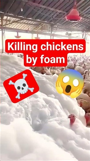 Why are Chickens Being Covered in Foam? 😱 | Bird Flu Control Method🛑