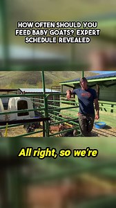 30K views · 347 reactions | Feeding baby goats isn’t just about full bellies—it’s about long-term health!  Discover the ideal milk schedule to support rumen development and steady growth from day one to 90 days. This expert insight will completely change how you raise your herd! ✅ Healthier goats ✅ Stronger rumens ✅ Smoother weaning #GoatFarming #GoatFeeding #BabyGoats #Homesteading #LivestockCare #FarmAnimals #WeaningTips | packgoats.com | Facebook