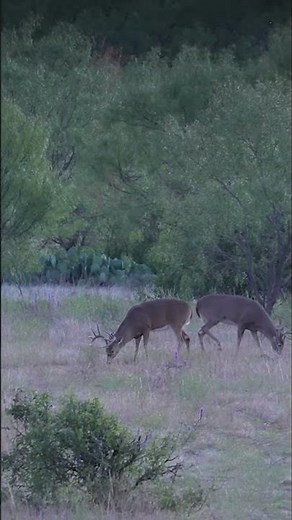 GIGANTIC Buck Down 🦌🤯 ‪@thefiercelife5051‬