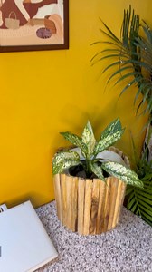 201K views · 2.6K reactions | Planter diy from paint bucket | Plant it out | Facebook