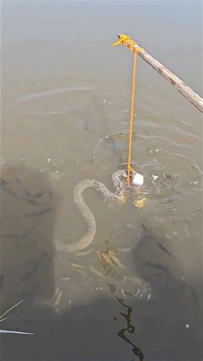 Fishing in snake infested waters using a water bottle #satisfying #shorts #viral
