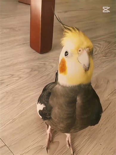 Siren Tommy🕷️ #birds #cockapoo #cockatiel #edit #trending #parrot #cute #pets #animals #edits