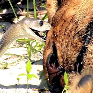 1.3M views · 9.6K reactions | The Black Mamba Bites The Lion In The Mud | Abeet | Facebook