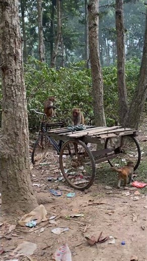 The monkey searching something.#monkeyReelsDiaries #animals #monkey
