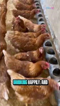 Genius Farmer Turns Chaos Into a Perfect Chicken Coop — You Won’t Believe His Smart Tricks! 🐔💡