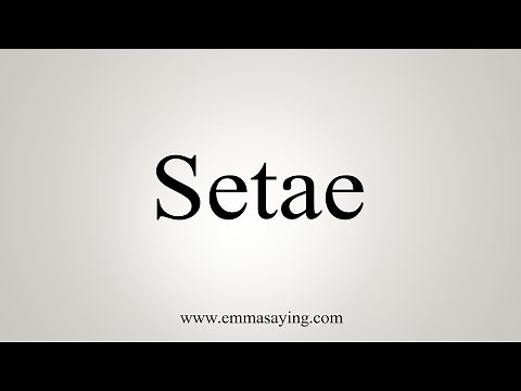 How To Say Setae