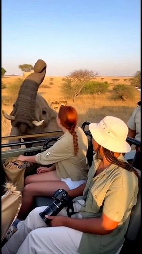 Elephant Trunk Reaches Into Safari Jeep, Steals Lunch Bag | Sea deep