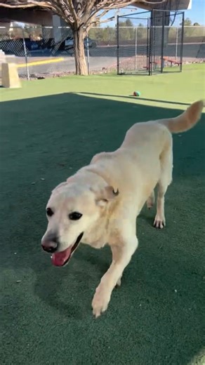 9K reactions · 367 comments | Scout is a senior lab or golden...