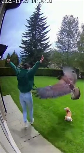 “CCTV Eagle Tries to Grab Small Dog Until Owner Runs In 🐕🦅”