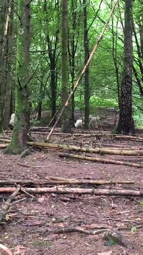 Playful Arctic Wolves: A Mother's Bond with Her Children