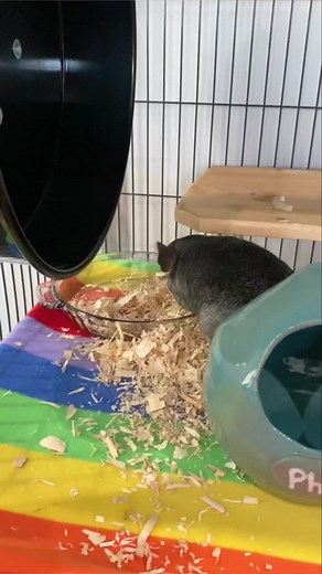 Understanding Chinchilla Temperament: Tips for Pet Parents