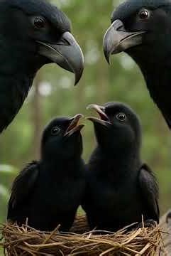 The Crow – Shadow of the Sky #youtubeshorts #youtubegrowth #shorts