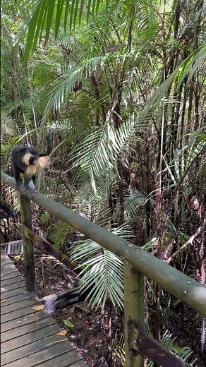 Adorable Baby Capuchin Monkey with Doting Mom