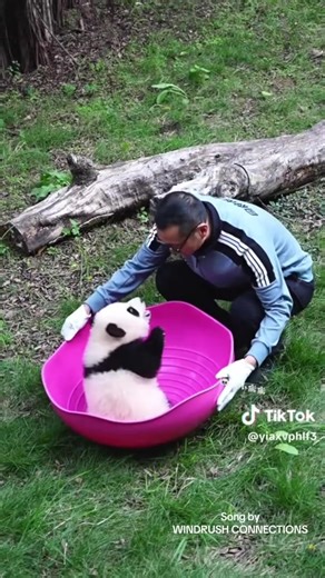 Muddled Pandas - A Heartfelt Reggae Tune