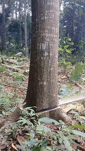 139K views · 816 reactions | How to cut down a tree so it falls in the right direction #woodworking #chainsaw #foryou | Slow | Facebook