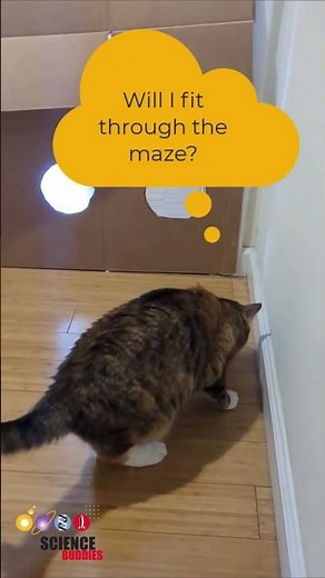 Try out our new animal behavior science experiment project! #somatosensation #animalscience #stem