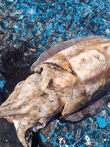 Cuttlefish....same as squid if not better...see me prep it wen you come to boat | MR FISH
