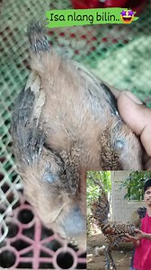 Whaaattt!!!nasad... #BlackMangtaz_Gamefowl #reelsvideoシ #reelsviralシ #viralreelschallenge #SABATTLECOCKLAGIKANGLAMANG #StarSender #Alagangbattlecock #StarsEverywhere #animallover | BlackMangtaz Peruvian GameFowl