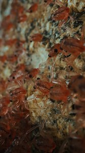 10K views · 264 reactions | Have you heard of the Christmas Island Crab migration? 呂 Every year, one of the biggest migrations in the world occurs as baby crabs make their way from sea to land!  It is also an incredible place to scuba dive. 錄  @thewonderfullylost | Diving Adelaide & Online Dive Gear | Facebook