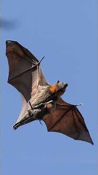 What is a Flying Fox Fly-out?