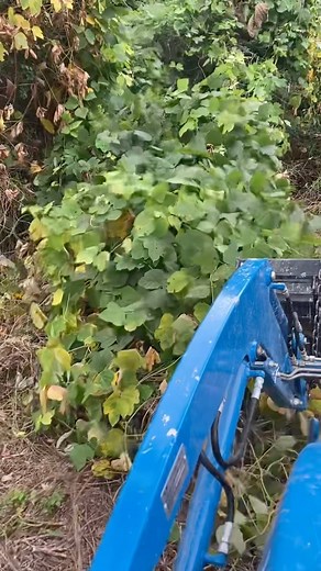 22K views · 66 reactions | Is kudzu a problem for you? Kudzu is an invasive of epic proportions. If you don’t have it…be thankful and watchful #kudzu #mossyoak #invasive #views | Mossy Oak GameKeepers | Facebook