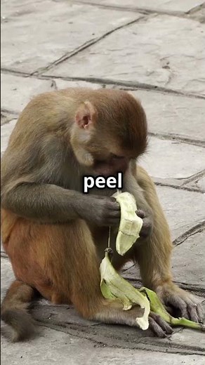 Monkey Pranks: The Best Tricks and Mischief!