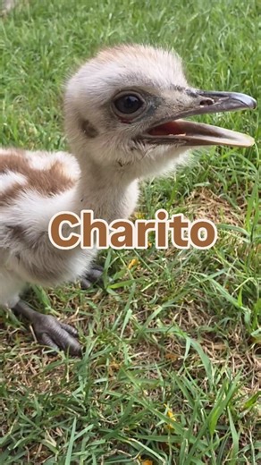 Víctor Fratto on Instagram: "🐦 El choique es un ave de tamaño grande, no voladora—el segundo herbívoro más grande después del guanaco en la estepa patagónica y andina. Los machos se hacen cargo del nido donde varias hembras ponen sus huevos, y cuidan de hasta 25 pichones. Las poblaciones de choiques han disminuido dramáticamente en muchas áreas en décadas recientes. 🥚Las posibles causas de la disminución del choique son la competencia con el ganado por alimento y agua, la caza y la recolección