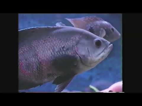 PetSmart TOP FIN STARTER KIT VIDEO Power Filter Version VHS 2002