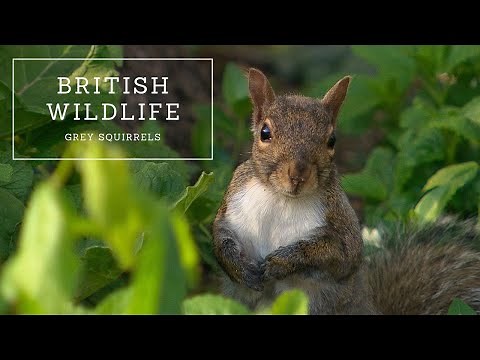 British Wildlife - Grey Squirrel