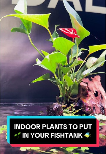 DALUA Fishroom on TikTok