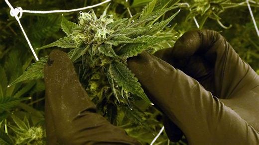 Is weed legal in Florida? In some cases, yes. Here’s what to know