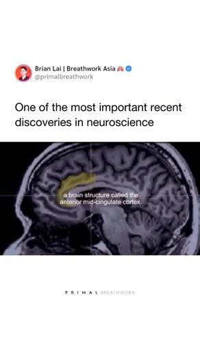 Brian Lai | Breathwork Asia 🫁 on Instagram: "𝗛𝗼𝘄 𝗪𝗶𝗹𝗹𝗽𝗼𝘄𝗲𝗿 𝗟𝗼𝗼𝗸𝘀 𝗟𝗶𝗸𝗲 𝗜𝗻 𝗧𝗵𝗲 𝗕𝗿𝗮𝗶𝗻 🧠💪🏻 The anterior midcingulate cortex (aMCC) is a key brain region involved in processing motivation, tenacity, and willpower. Dr. Andrew Huberman explains that this brain area receives input from various systems, including the autonomic nervous system and reward pathways, which contribute to its involvement in tenacity and willpower. ​ Engaging in challenging tasks helps the aMCC