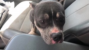 21K views · 2.6K reactions | Freedom ride Bella | Friends To The Forlorn Pitbull Rescue | Facebook