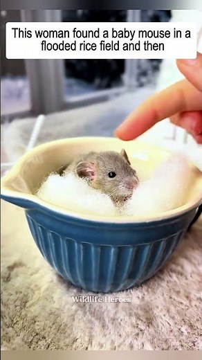 This woman found a baby mouse in a flooded rice field and then #mouse #babymouse #animals