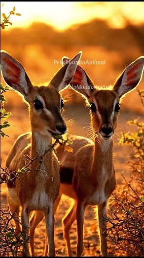 🦌 Dik-dik: Africa's Surprising Little Antelope