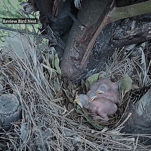 What happened to myna baby suddenly? Myna became worried! Review Bird Nest #NaturalBirdCheck #ReviewAllBirds | Review Bird Nest