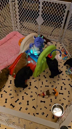 #peekapoo #petsoftiktok #Minnesota #cutebaby #petsofinstagram #puppies #love #furbaby #loveislove #cuddles #furbabies #cutenessoverload #puppy #puppylove #puppiesofinstagram #puppylife | Prairie Land Poodles & Small Designer Breeds