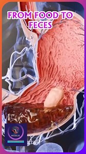 100K views · 1.2K reactions | From Food To Feces - Digestive Health #3danimation #medicalanimation #foryou | Medical Animation Media | Facebook