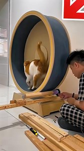 Cat Builds House 🏠 | The Kit Landed