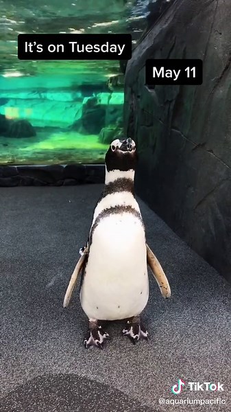 TikTok - Make Your Day