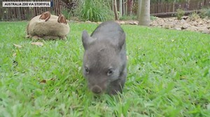 7.1K views · 37 reactions | Australia Zoo, in Beerwah, Queensland, has introduced its newest wombat joey, Elle, ahead of World Wombat Day on October 22. | The National Desk - TND | Facebook